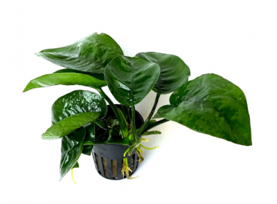 Анубиас Бартера, горшок Анубиас Бартера, горшок